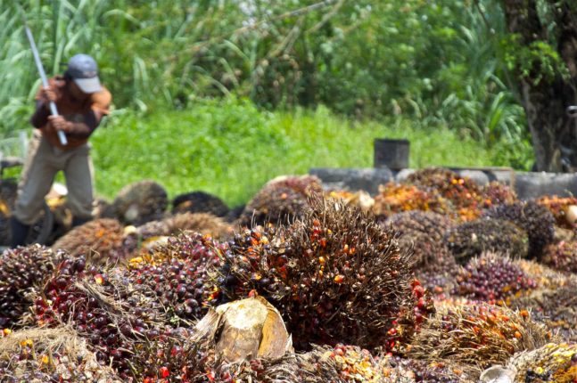 Raccolta di palma da olio in Malesia